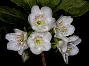 Rhododendron albiflorum - White Rhododendron 18-1218_1
